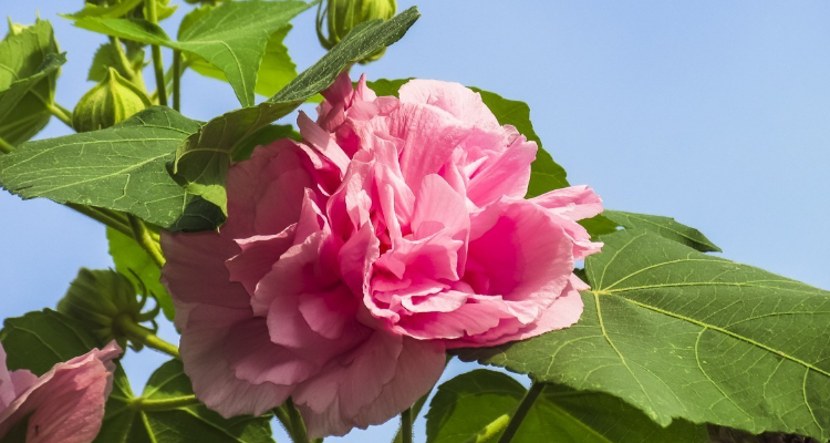 有关芙蓉花的唯美诗句