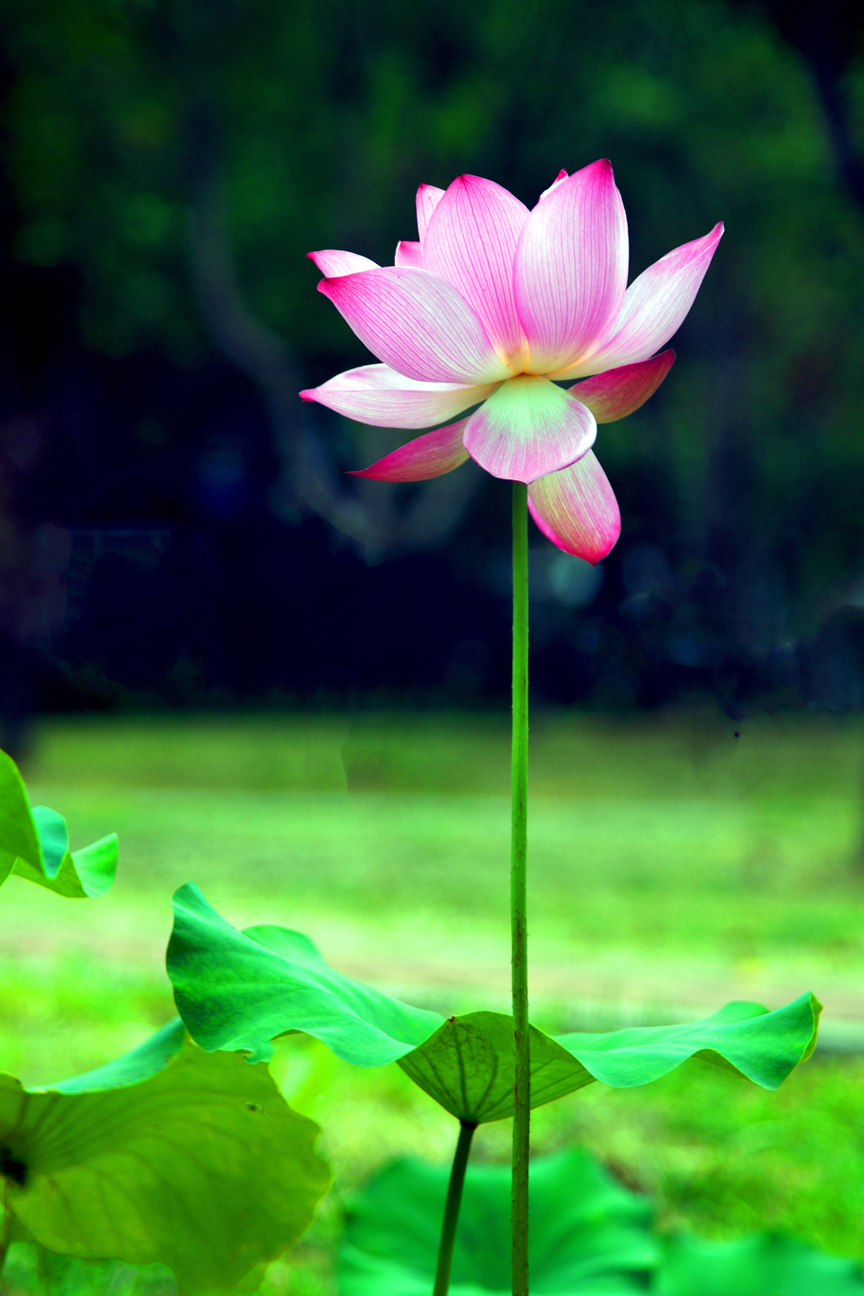 婷婷玉立荷飘艳