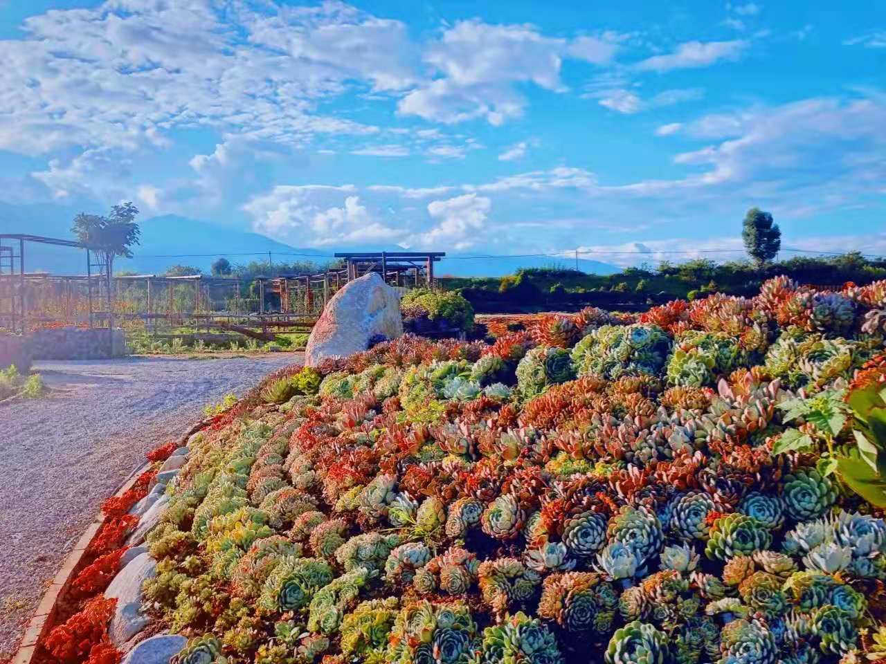 她把多肉养成了"城墙",庄园式造型惊艳了一众网友