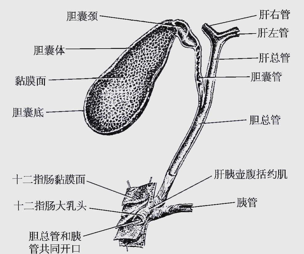 图 胆囊的解剖结构示意图胆囊的生理功能胆囊是一个重要的消化器官,它