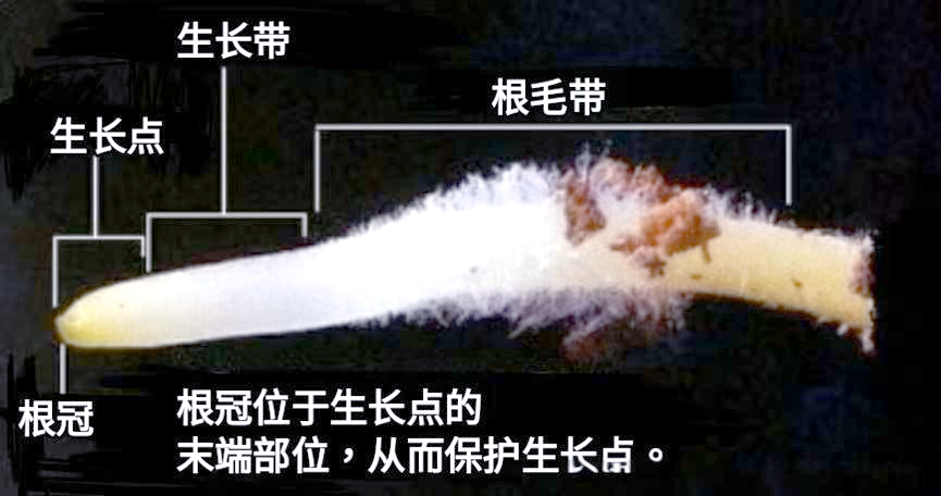 根的多样构造与功能概述