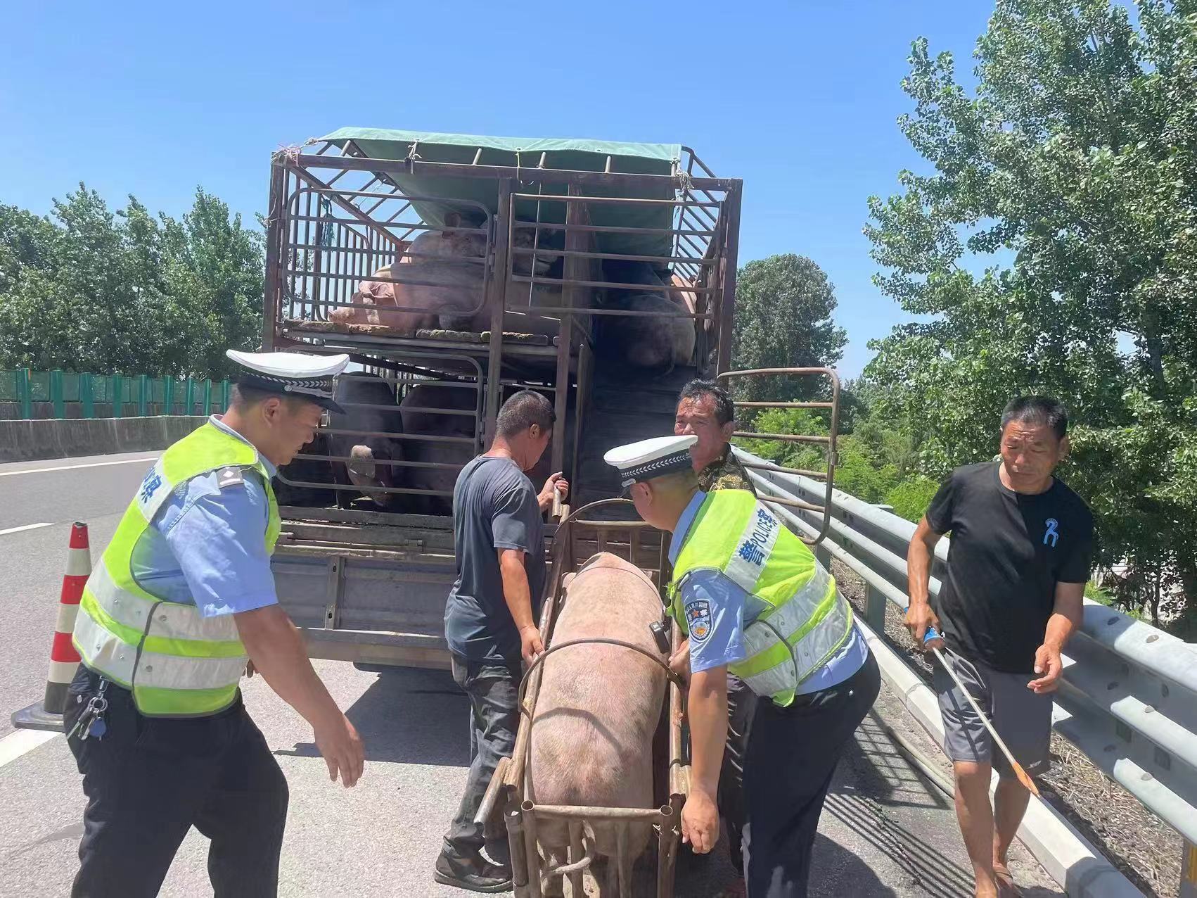 高速路上运猪车爆胎侧翻 河南高速交警围捕"八戒"除隐患