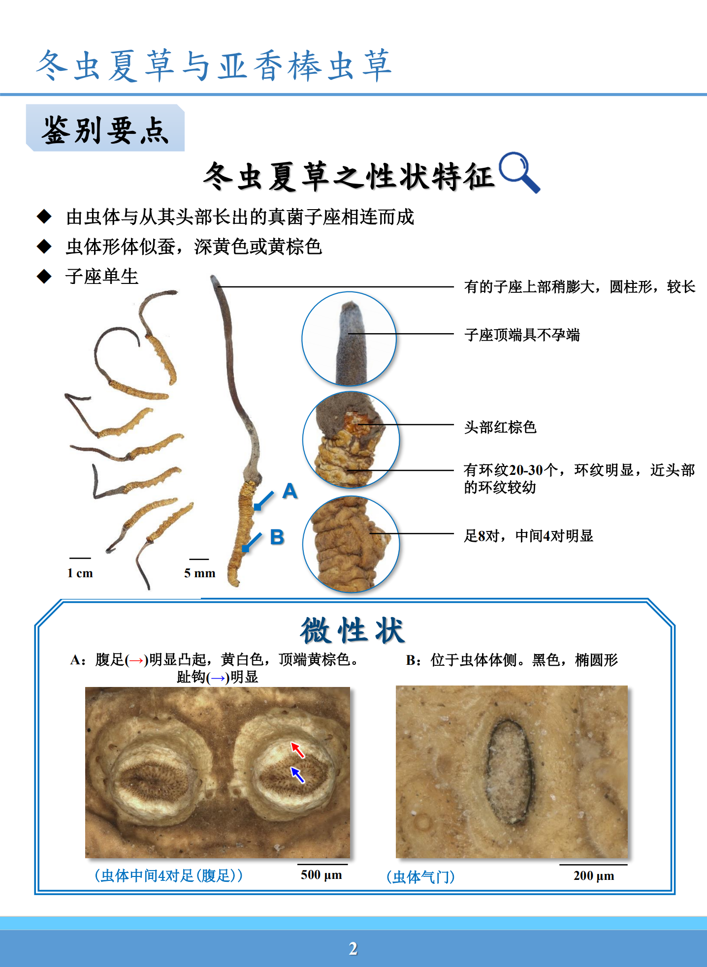 亚香棒虫草的毒性图片