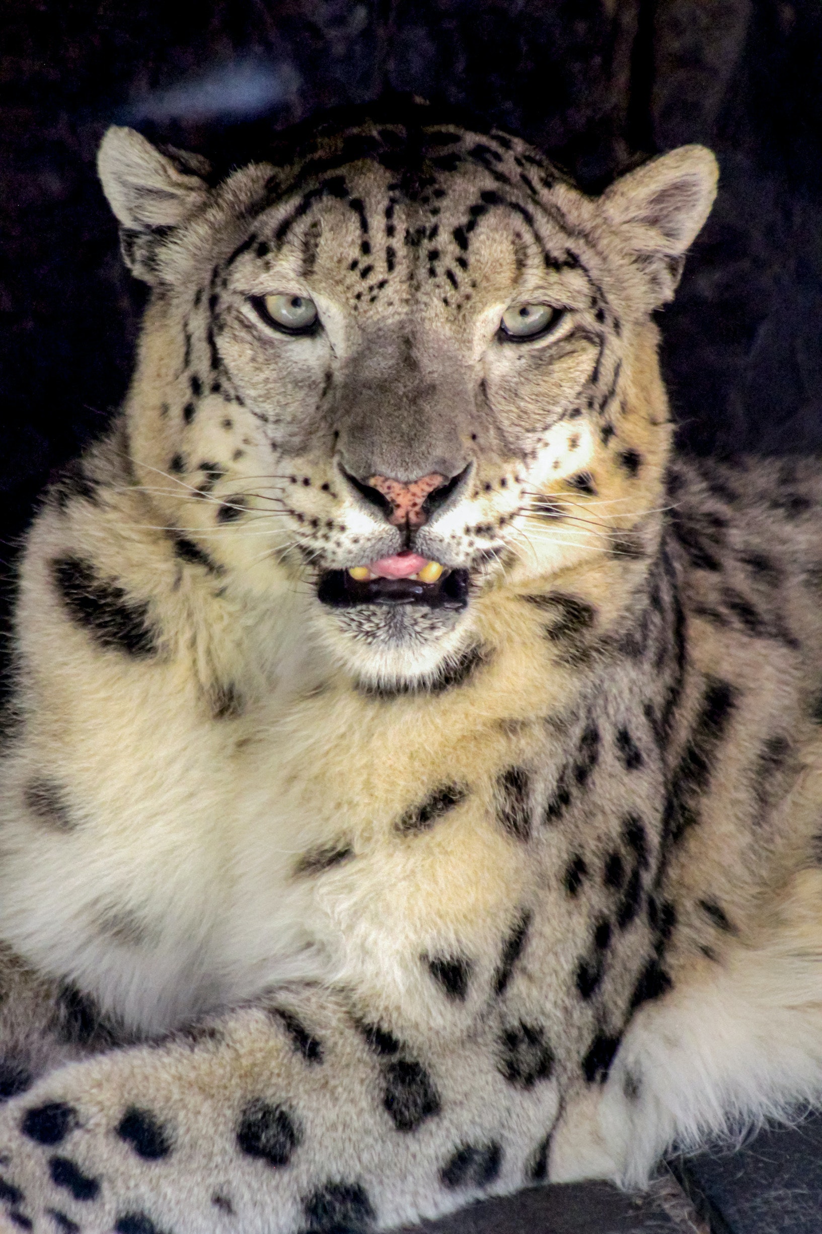 雪豹图片凶猛图片