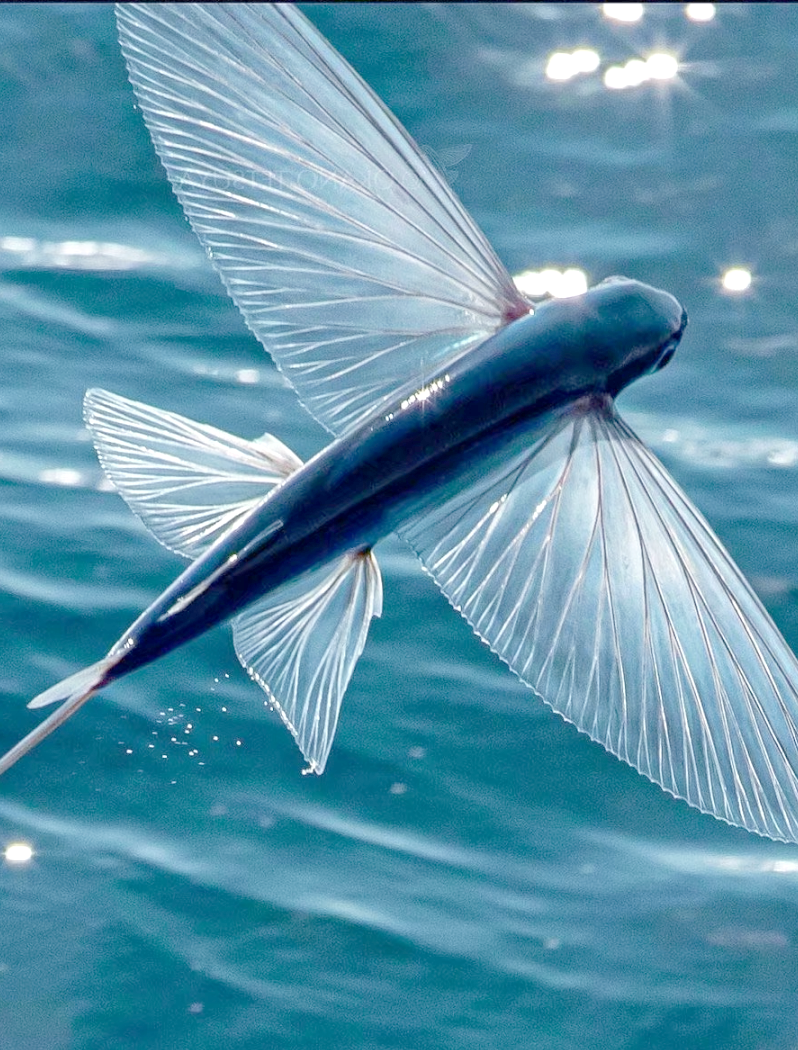 探索海洋中的"飞行"精灵