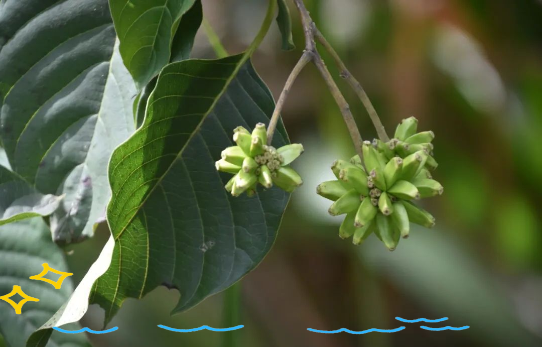 绿美东莞科普微课堂:探索植物世界中的喜树
