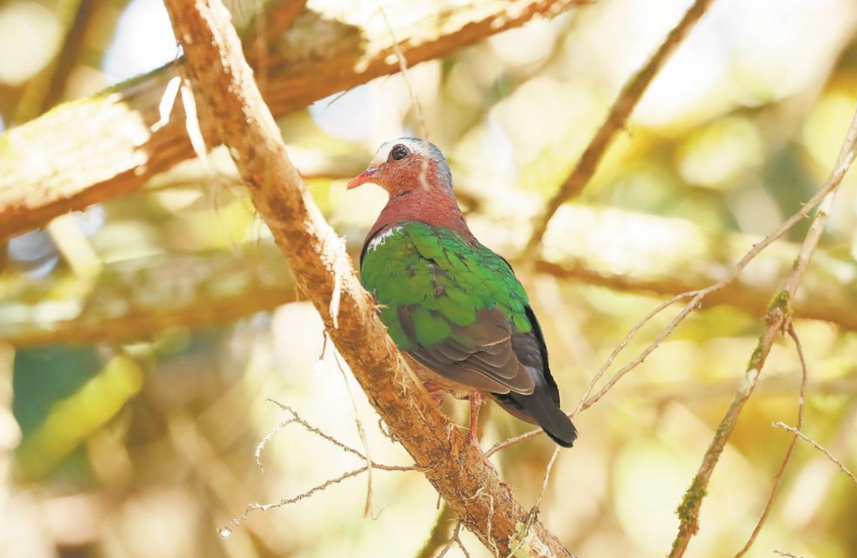 绿翅金鸠显真容 武夷山国家公园鸟类增至391种