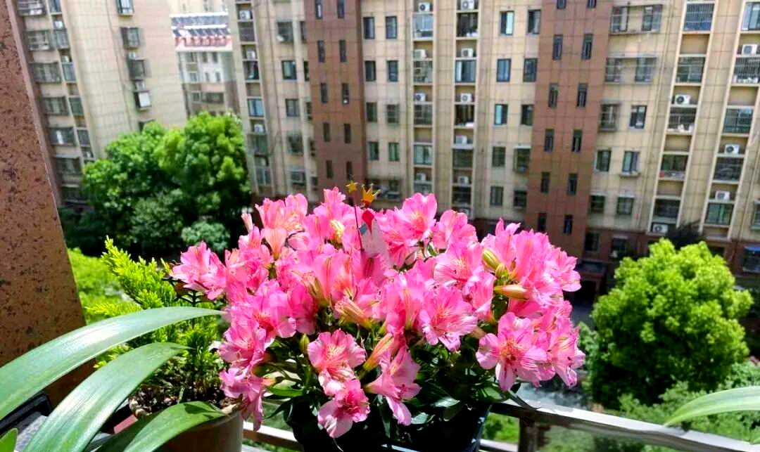 智利百合:美丽花卉的特征与种植指南