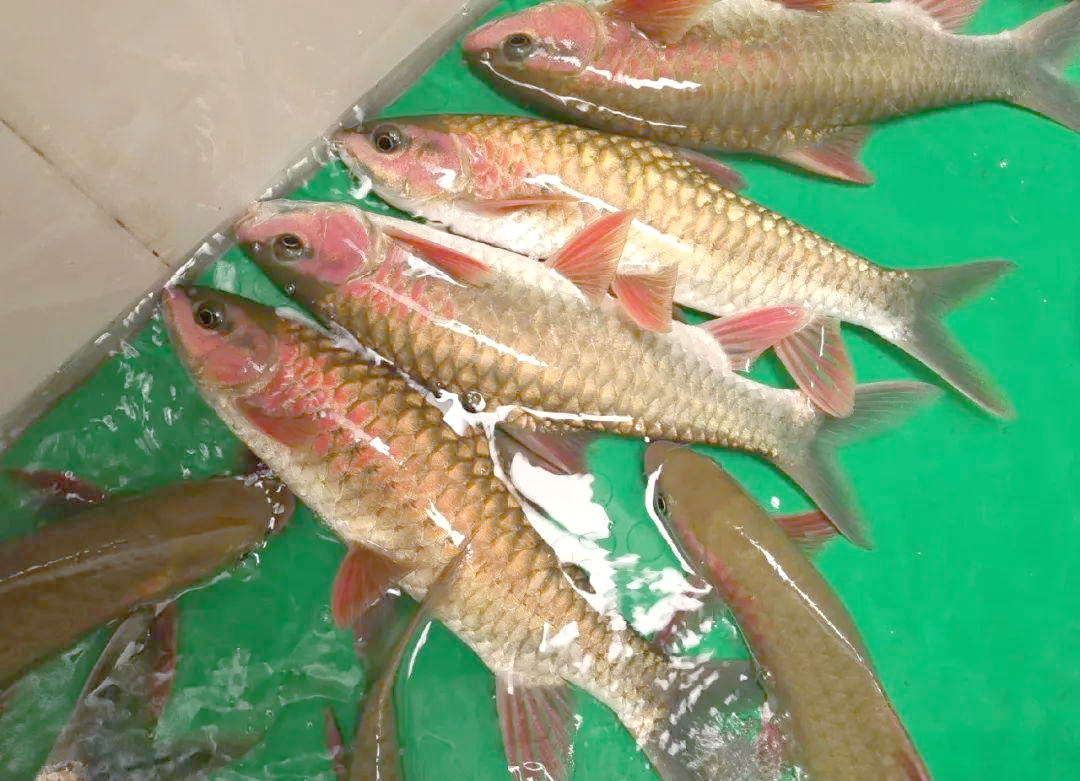 青竹鱼:深水潭中的珍馐佳品与多样选择