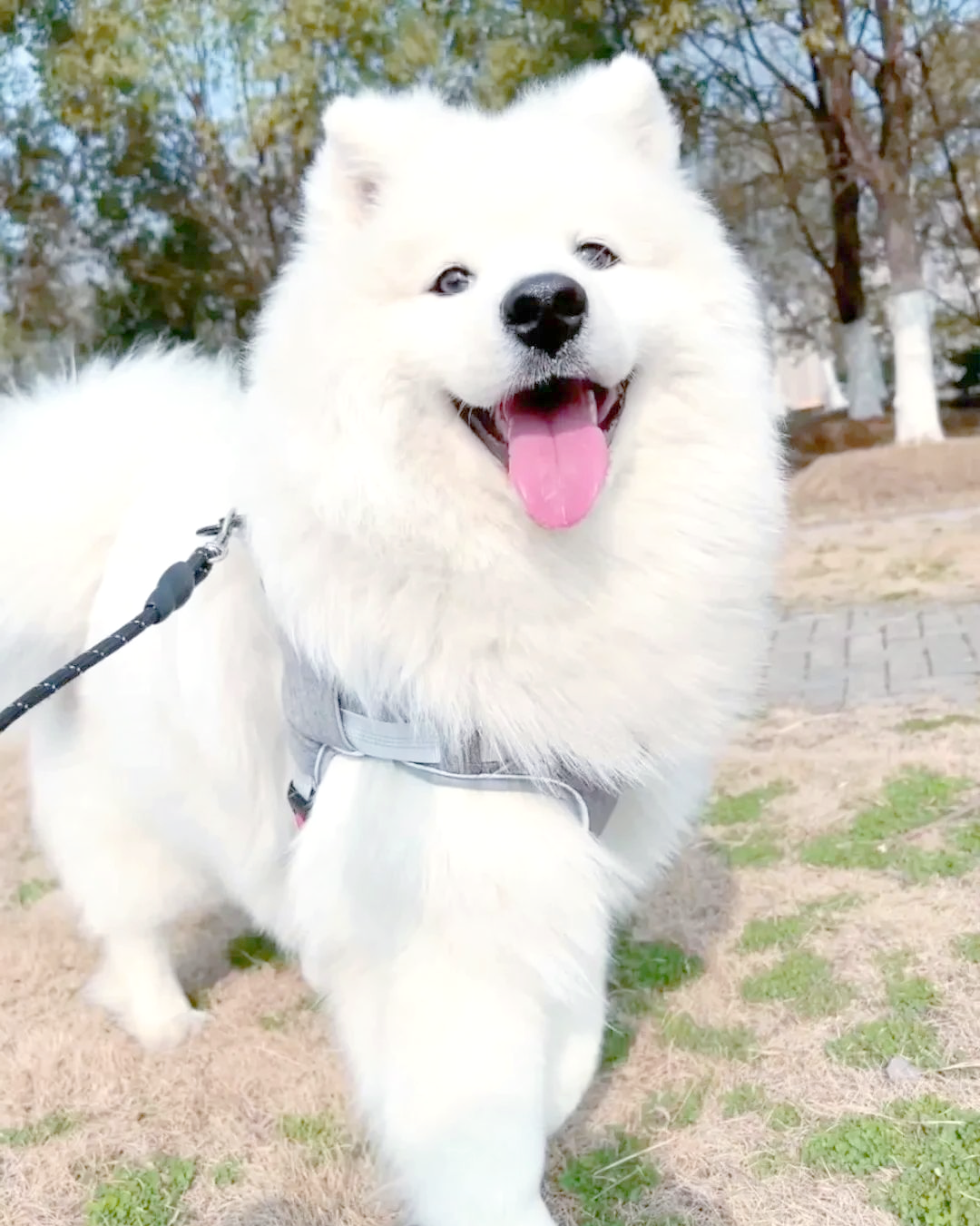 多款温顺可爱的狗狗推荐,你心仪哪一款?