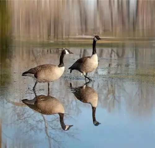 倒影倒影倒影倒影(动物珍藏版)