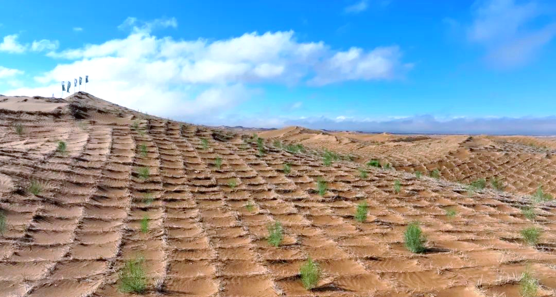 荒漠中的防风固沙"草方格"传奇