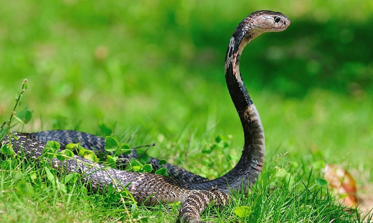 饭铲头是什么蛇