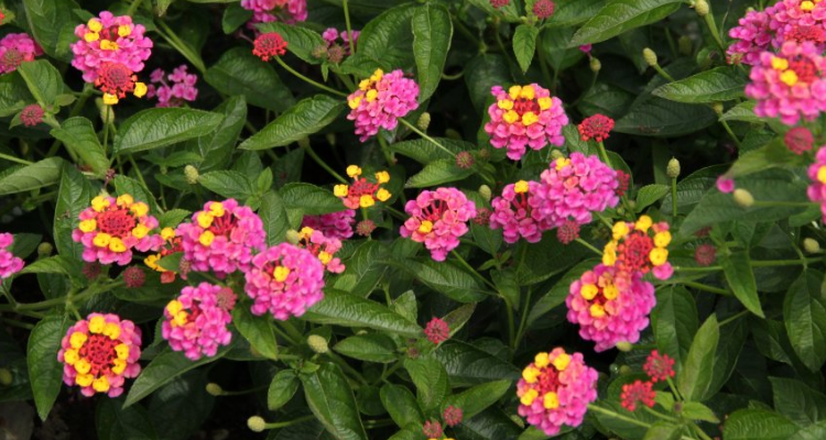 马缨丹花有毒吗?