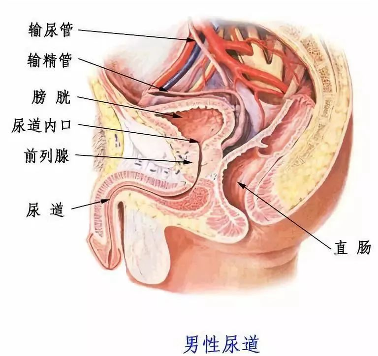 在男性身上,尿道细长,它的旅程从膀胱的尿道内口开始,一直延伸到尿道
