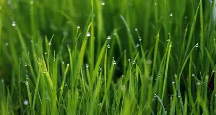 绿油油的小草好像什么