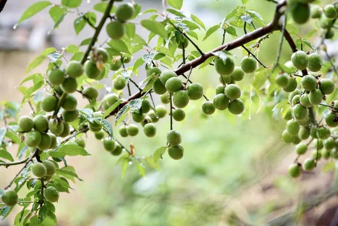 美好生活在云南|大理洱源:梅子变身乡村振兴的"金果果"