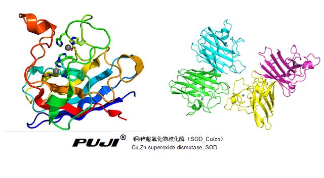 超氧化物歧化酶结构图图片