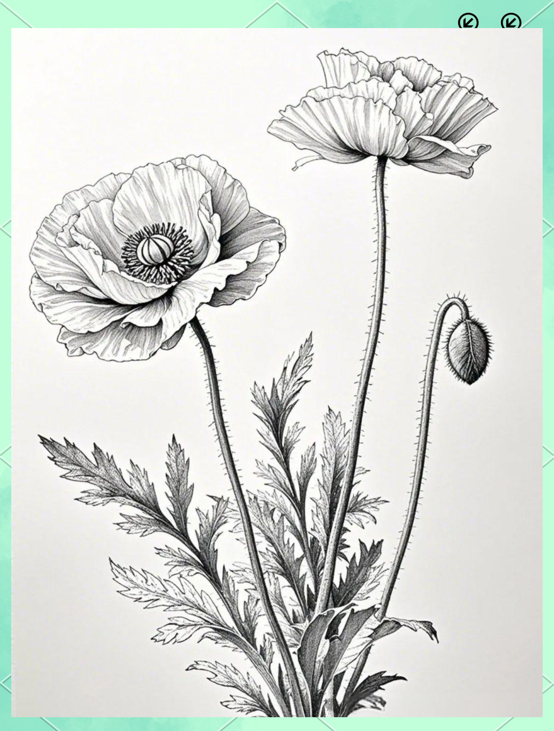 探索花卉线稿的奥秘:虞美人的铅笔与勾线笔绘画技巧