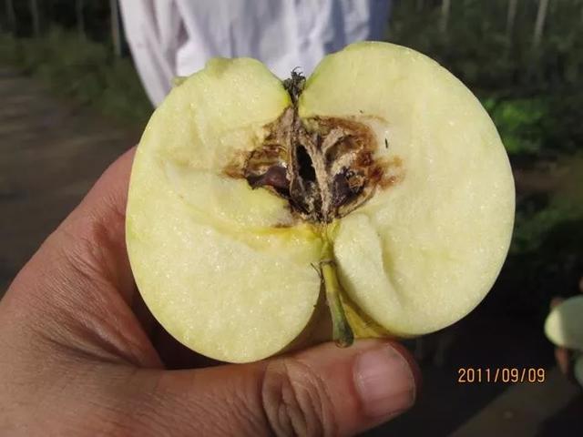 苹果膨大后期落果怎么办?这些农药配方效果不错