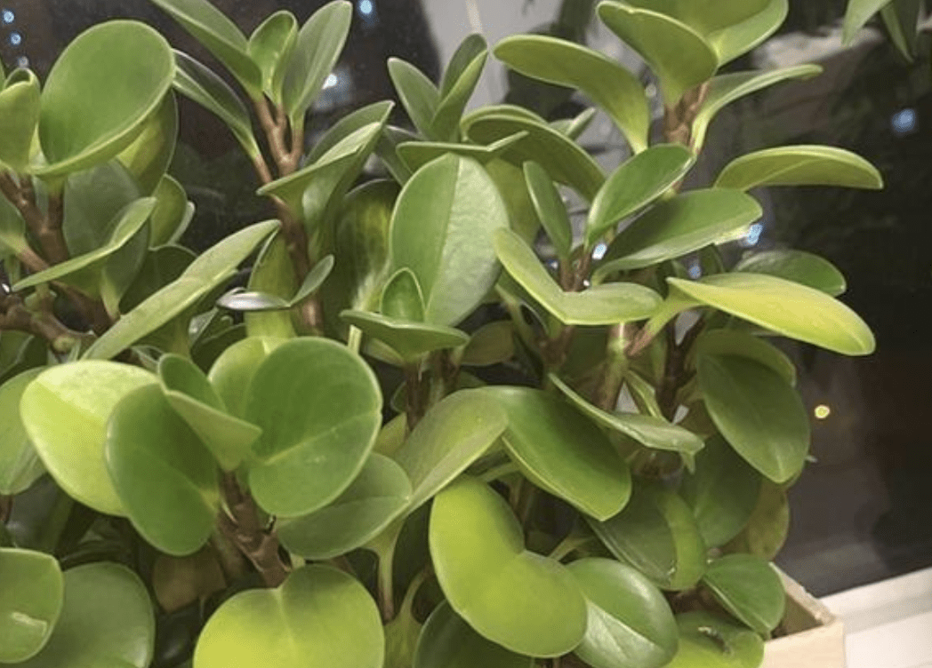 5款除臭吸甲醛花,样样行!