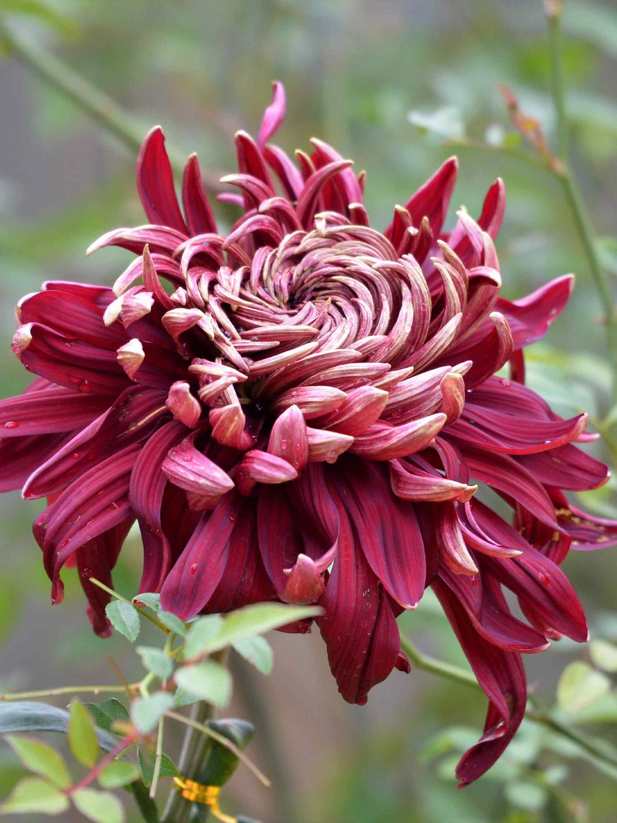 盘点十大绝美菊花品种,菊花是一种历史悠久且品种繁多的花卉