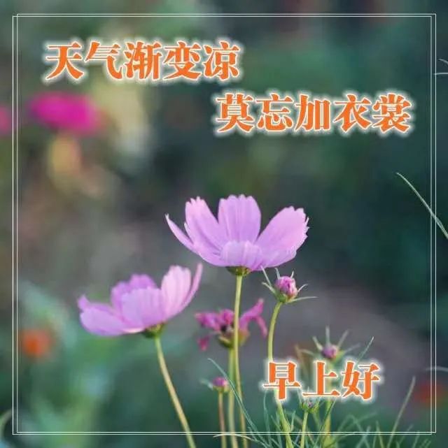 腊月特别漂亮清晨早安表情动态图片,暖心的早上好问候祝福语