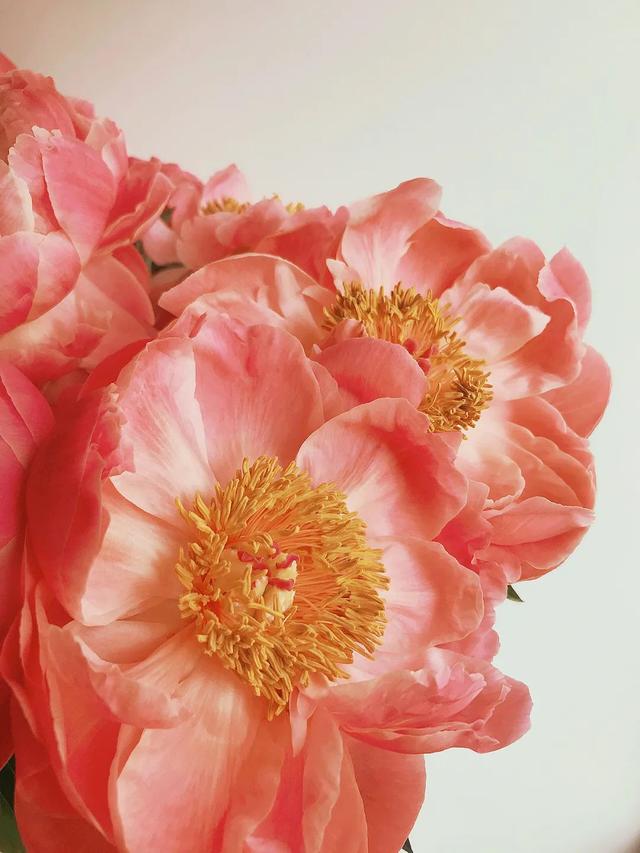 带你识花——珊瑚落日芍药