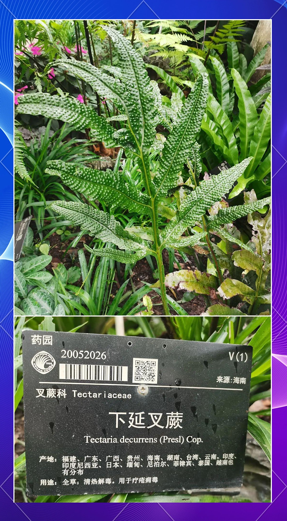 蕨类植物小探:华南毛蕨的独特形态与多样品种