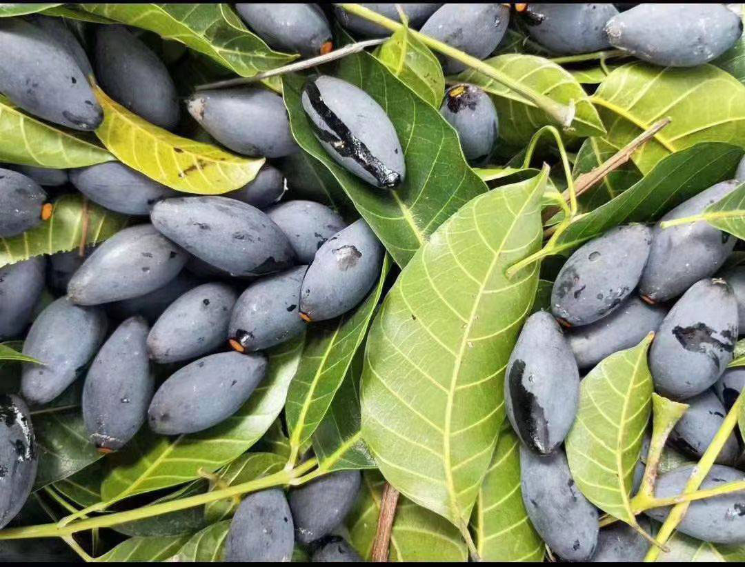 二,挑选大颗饱满的乌榄