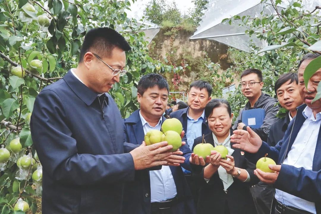 陕西吴堡县委书记杨政:全面推进乡村"五大振兴" 奋力开创"三农"工作新