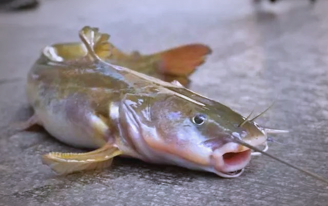 石扁头鱼:外貌奇特,味道鲜美,但钓获难度大