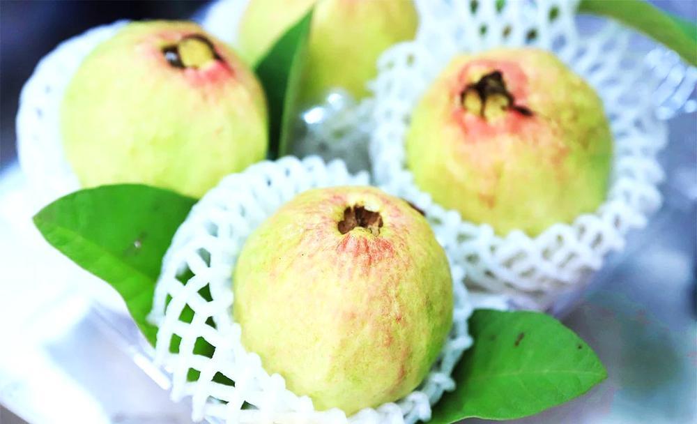 图集|儿时的味道!广州增城:番石榴界的顶流"胭脂红",一口就爱上