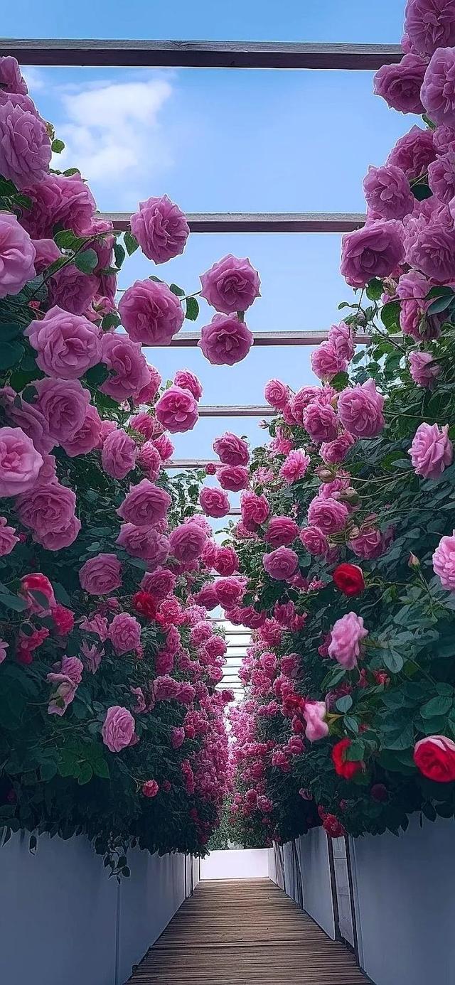 壁纸|百花齐放,置身于花的海洋