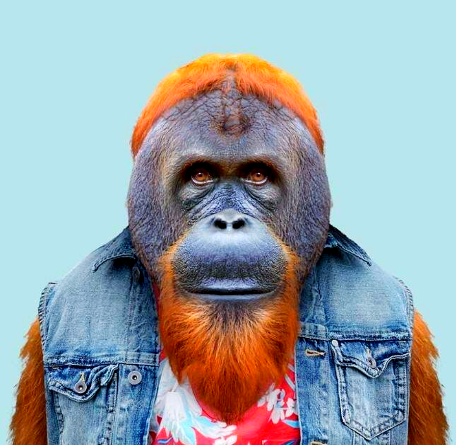 动物肖像走红,这些"衣冠禽兽"有哪些趣味瞬间