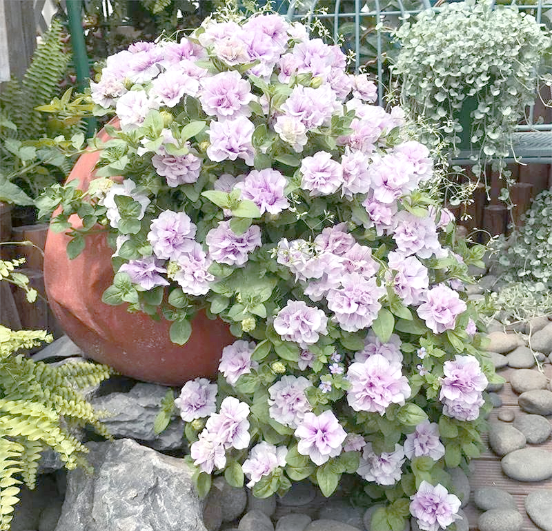 包含花圃低矮花卉的词条 包罗
花圃低矮花草
的词条（包罗花圃低矮花草的词条是什么） 花卉