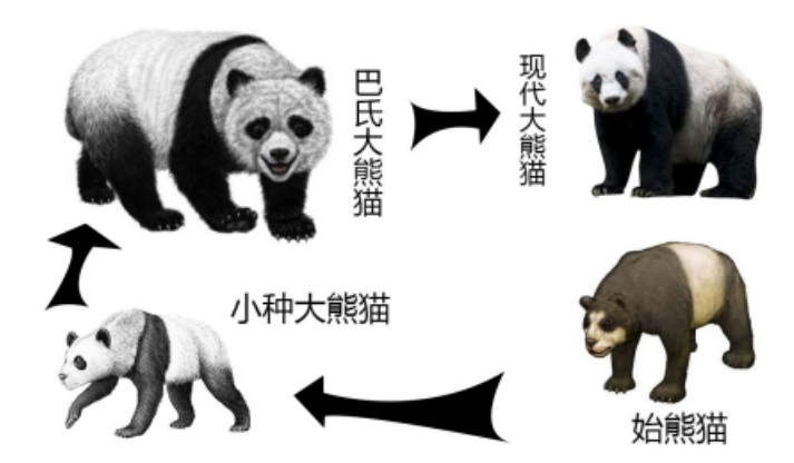 大熊猫还是食肉动物吗?它为什么会以竹子为食?