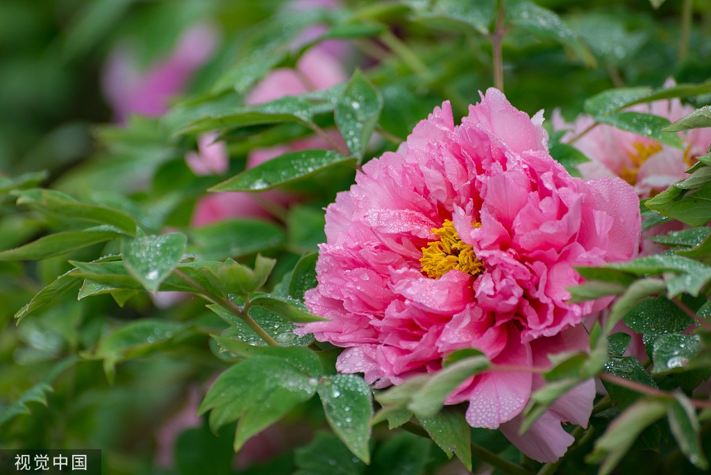 临沂:园博园牡丹花盛开