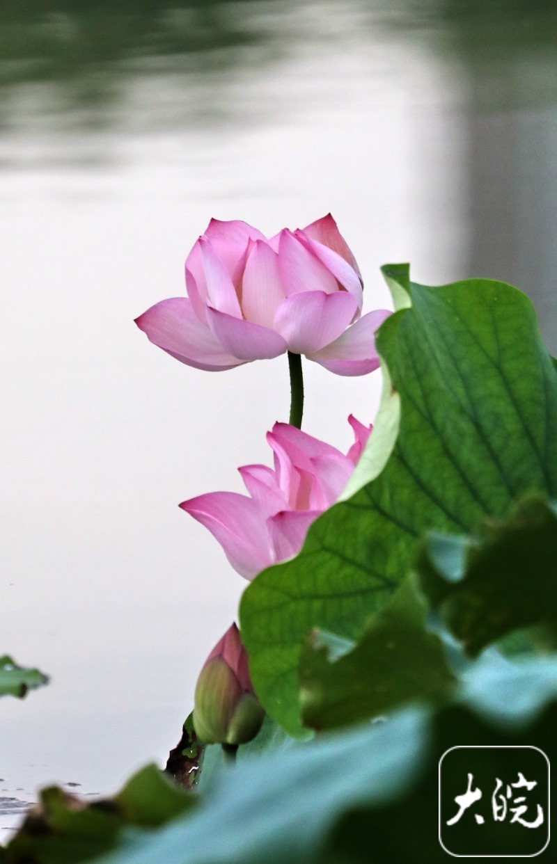 雨后秋荷,别有韵味(组图)