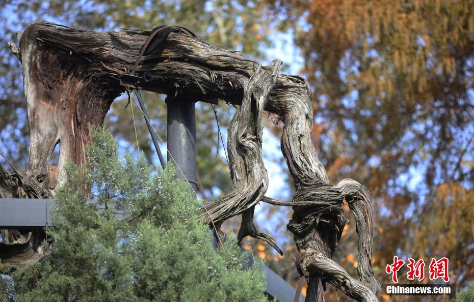 「图览」南京东南大学采集千年六朝松果实 呵护古树健康