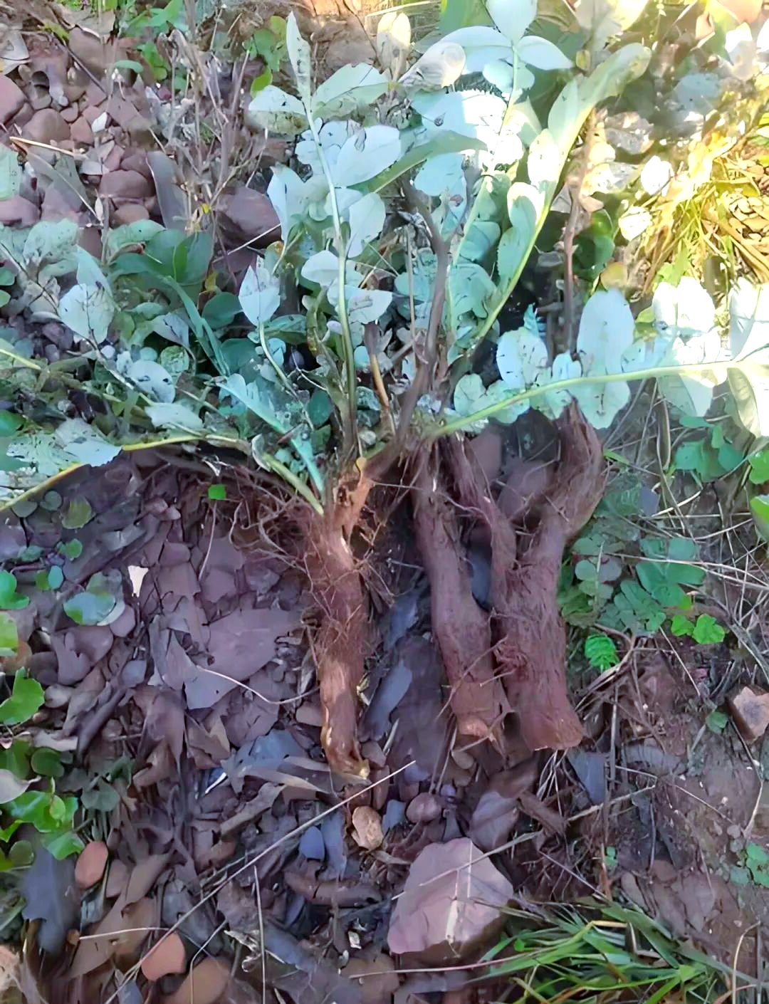 鸡腿参:从童年零食到现代药材