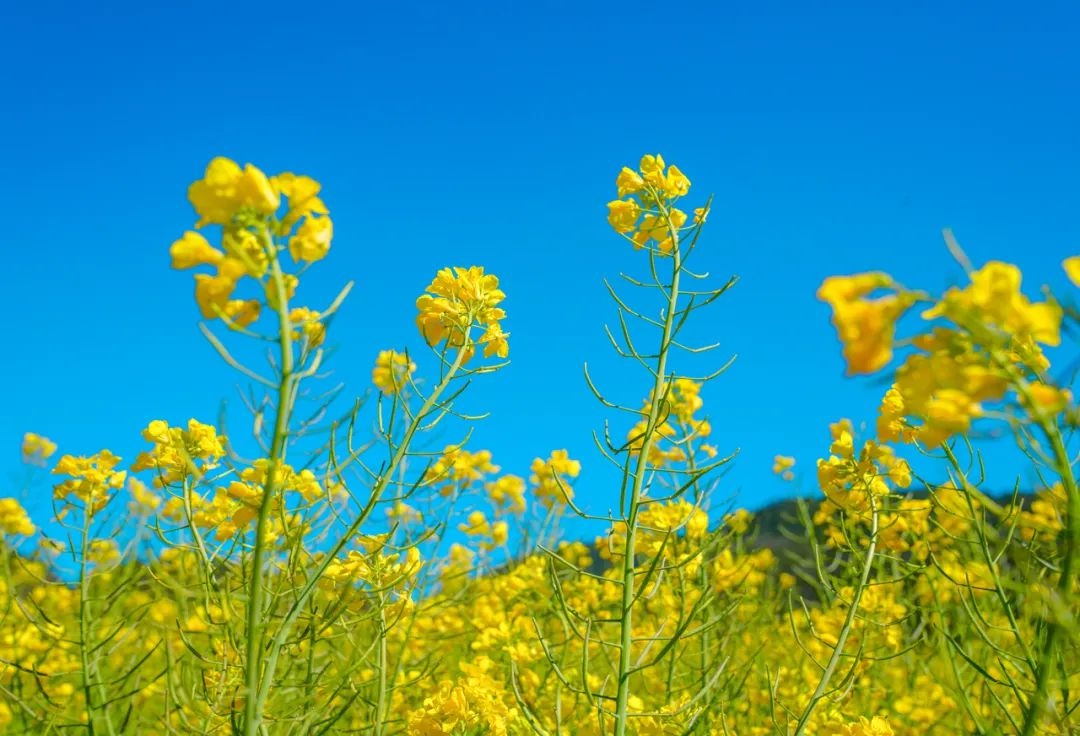 晋宁:春光明媚 油菜花开