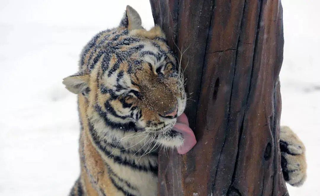 萌动哈尔滨,"大脑虎"和小动物共迎虎年