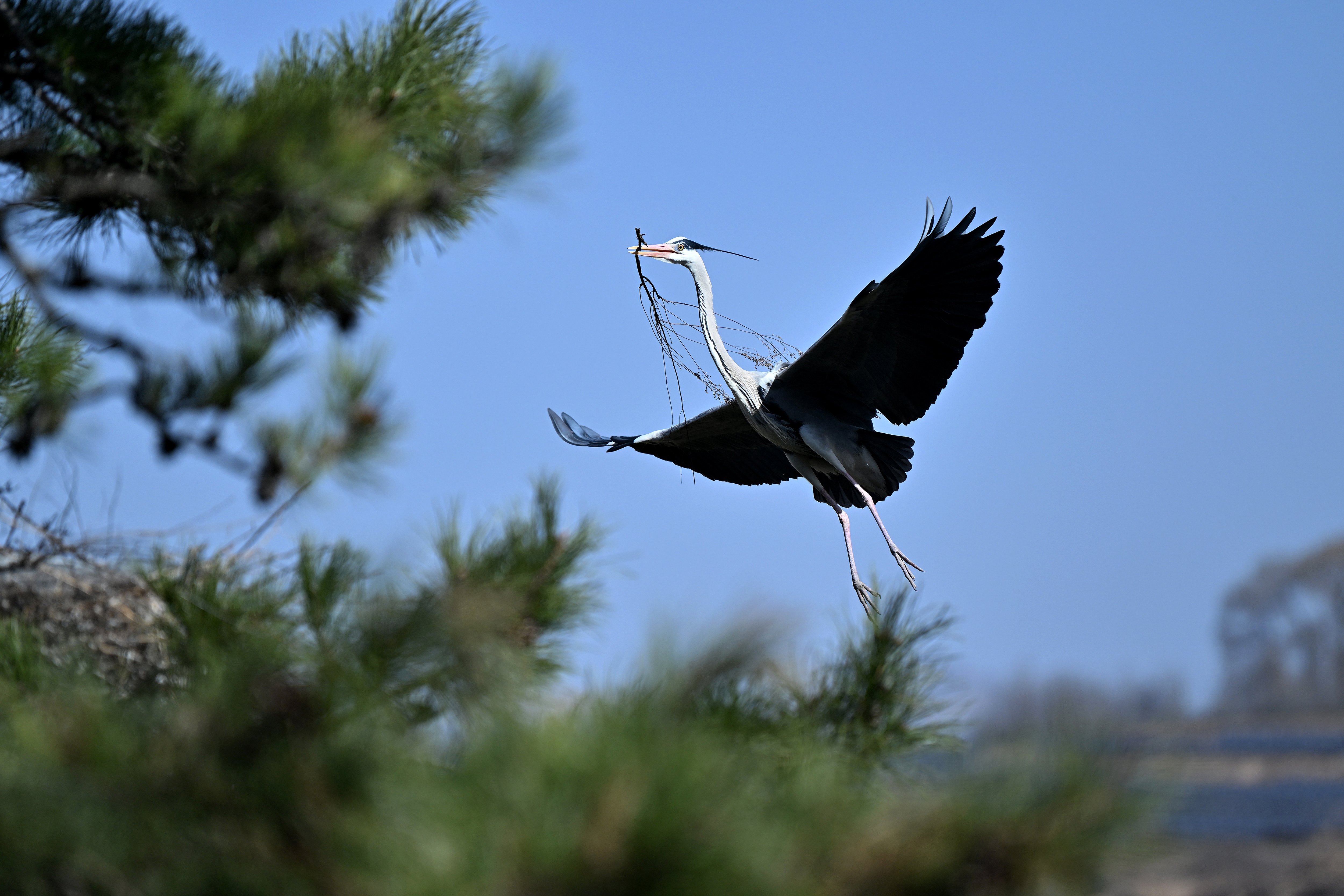 吕梁山上 苍鹭起舞