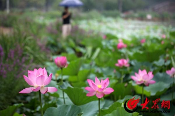 滨州新滨公园:"精"管绿空间,"质"造幸福城