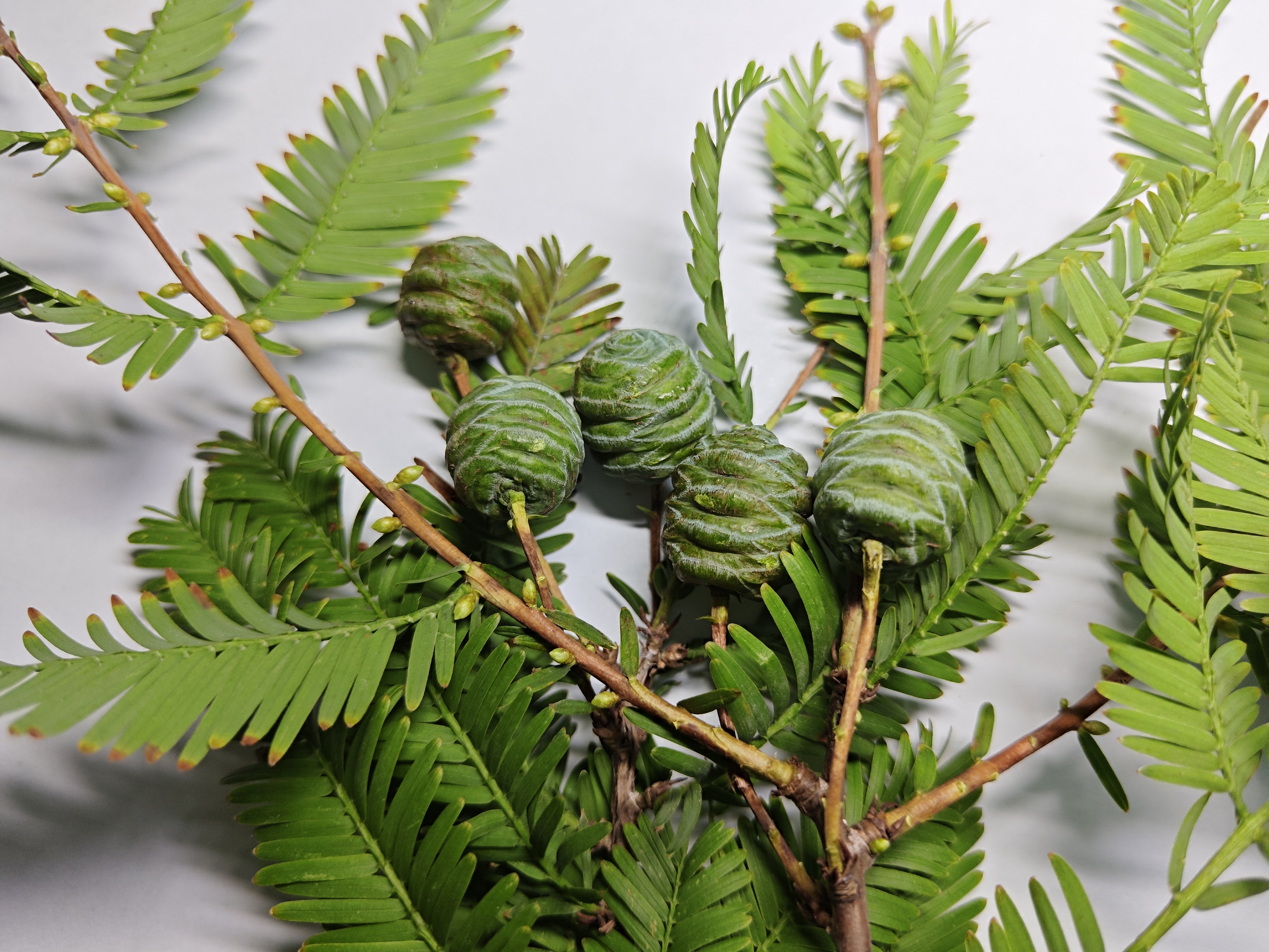 水杉被誉为植物界的活化石,活恐龙,你见过它的花果长什么样吗?