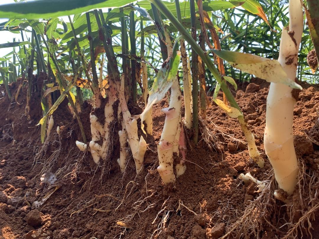 江永:香姜丰收季 姜农采收忙