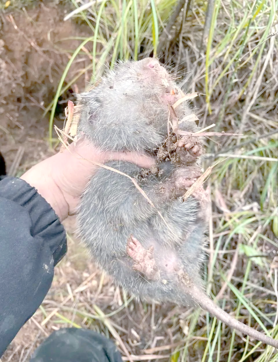 农村致富新途径:竹鼠养殖的高利润潜力揭秘