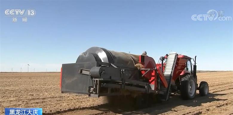 田间一片丰收景象黑龙江大庆油莎豆迎来收获