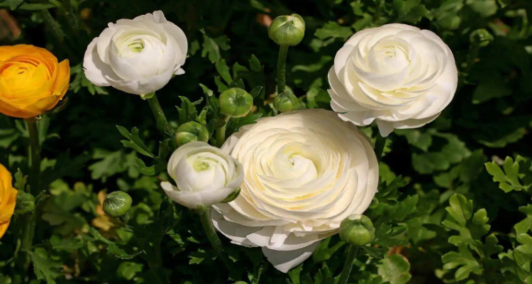 不同颜色花毛茛花语